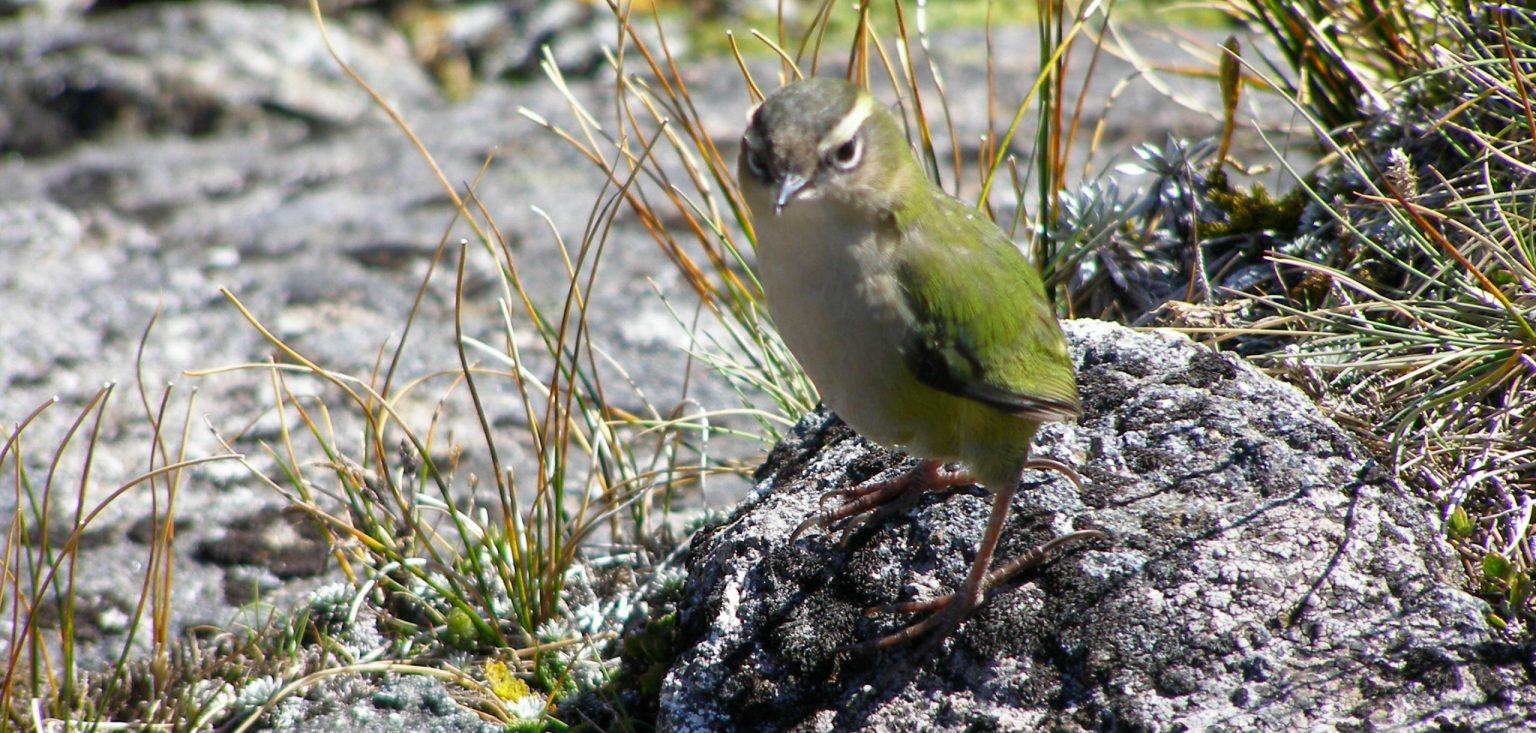 NZ絶滅危機品種の小鳥ロックレン
