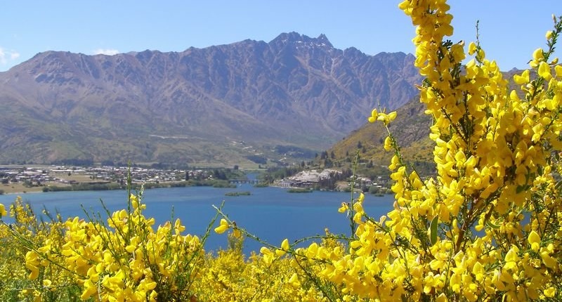 ニュージーランドの夏は花粉の季節でもある