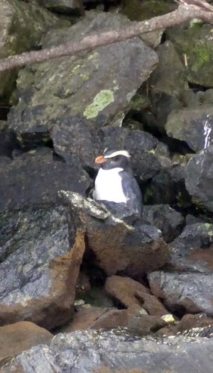 26年9月4日に遊覧クルーズ中に見れたFiordland Crested ペンギン