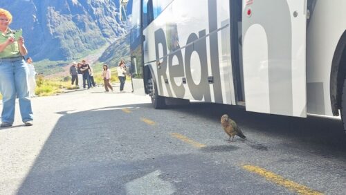 ミルフォードサウンドまでの道のりで遭遇チャンスありケア；Kea