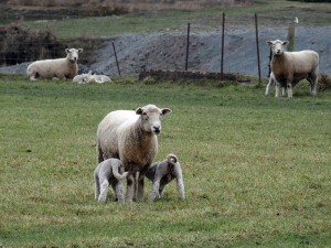 14aug canterbury lamb3