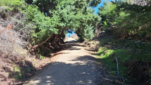 松林の中のトラックから日陰の無いトラックに出ていく