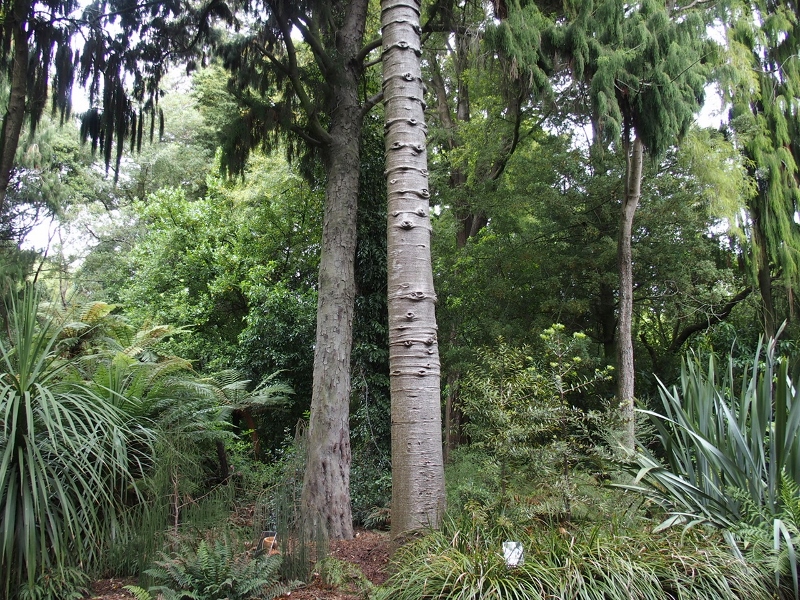 ボタニックガーデン　カウリKauri tree