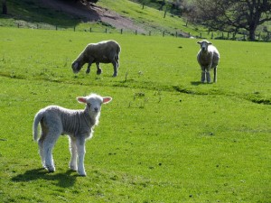 29th-sep-lamb-farm