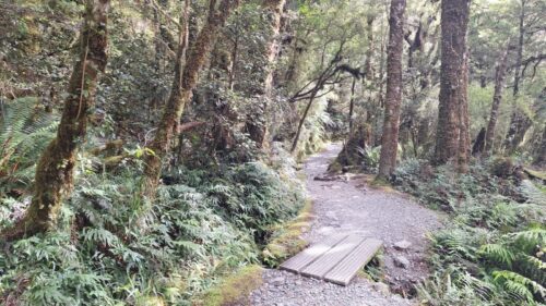 吊り橋を渡った後の原生林の森の中のトラック