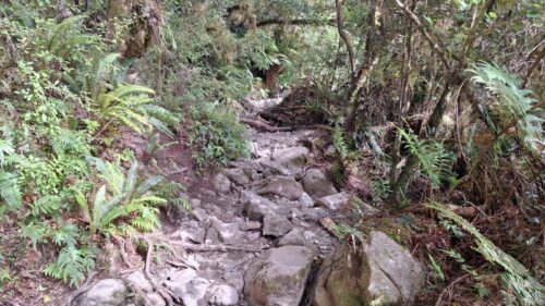 レイクマリアン・トラックの岩と根っこが混じった道のり