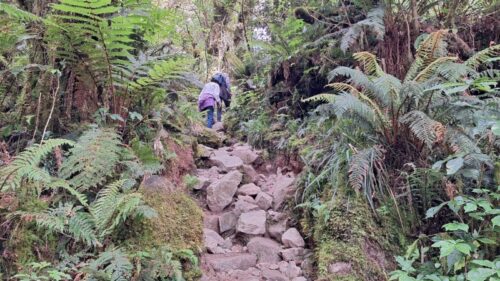 岩と根っこが混じった急斜面