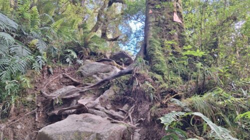 木の根っこの斜面をよじ登る