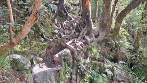 2番目の木の根っこの斜面