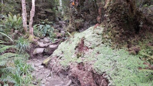 ミズゴケが映える上部のトラック