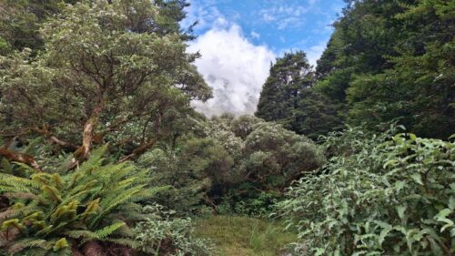 森が途切れ始めると到着間近か