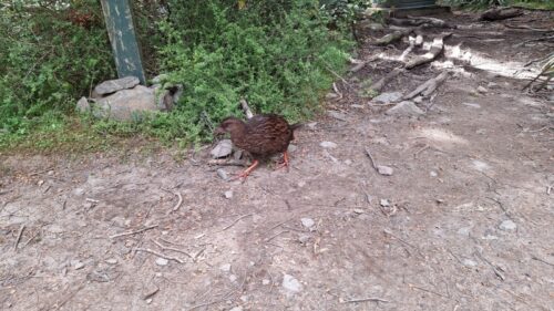 トラック上に出てきて目の前を通り過ぎるWeka