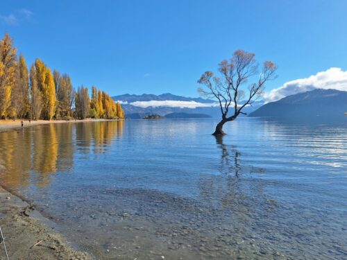 ワナカツリーをワナカ湖西側湖畔から北東に向けて撮ると背景が遠くの高い山並み