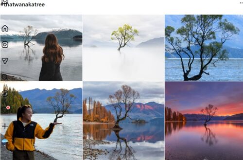 インスタグラム #thatwanakatree での投稿