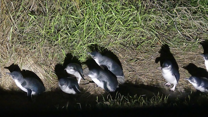 ダニーデンブルーペンギン見学ツアー