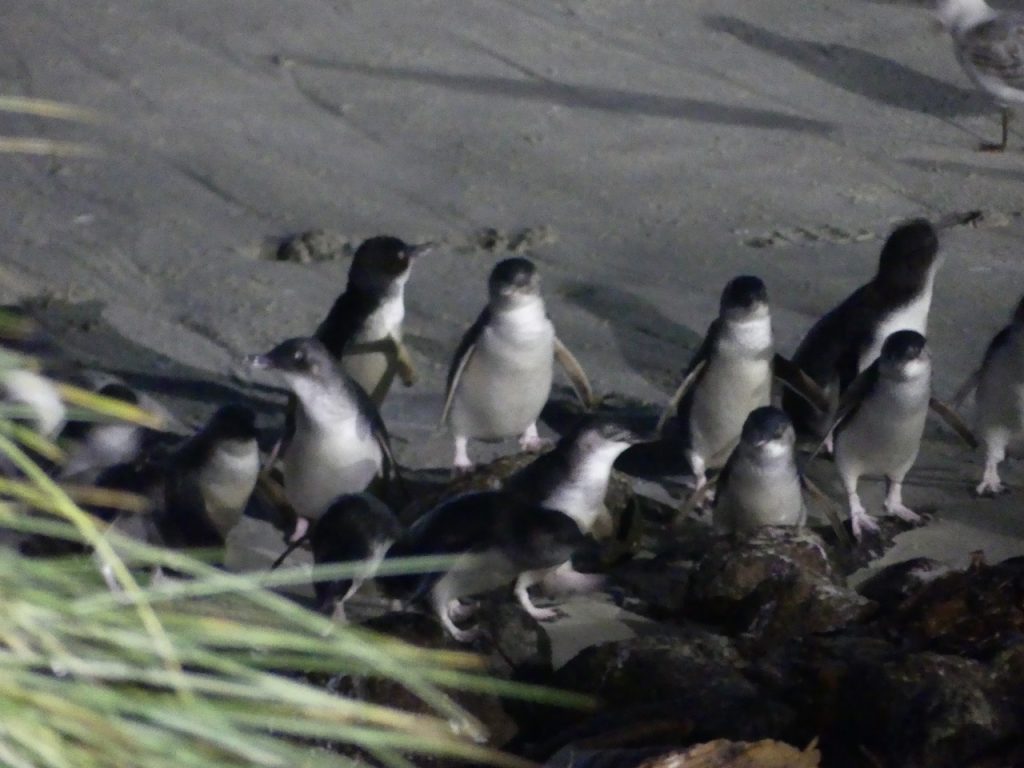 オタゴ半島ブルーペンギン見学ツアー