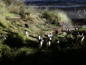 オタゴ半島ブルーペンギン見学ツアー