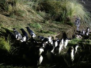 オタゴ半島ブルーペンギン見学ツアー