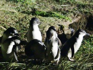 オタゴ半島ブルーペンギン