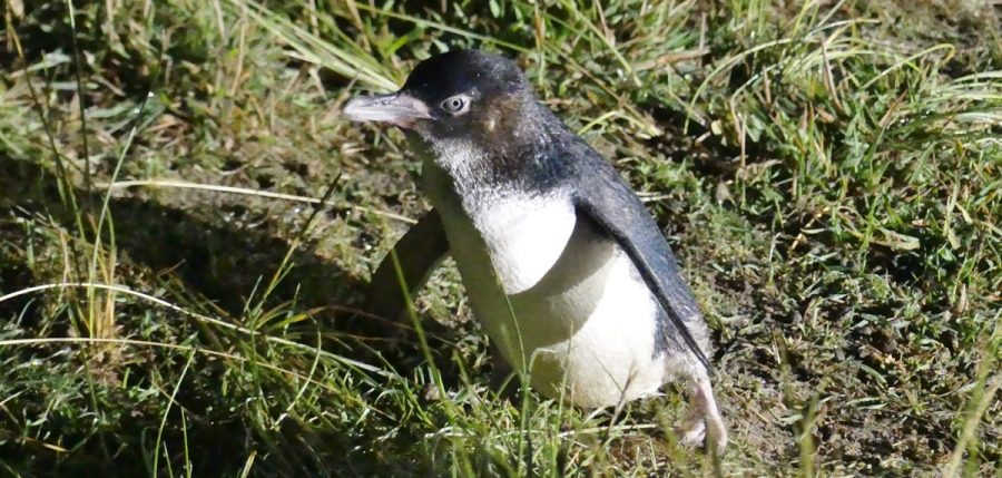 オタゴ半島ブルーペンギン見学ツアー