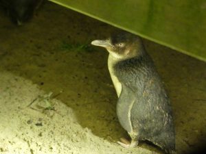 オタゴ半島ブルーペンギン