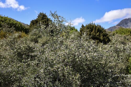 マタゴウリの花、マウントクックのフッカーバレートラック