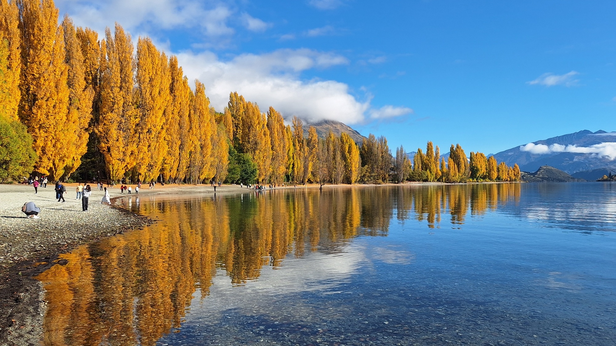 2025年4月22日のワナカ湖畔の黄葉