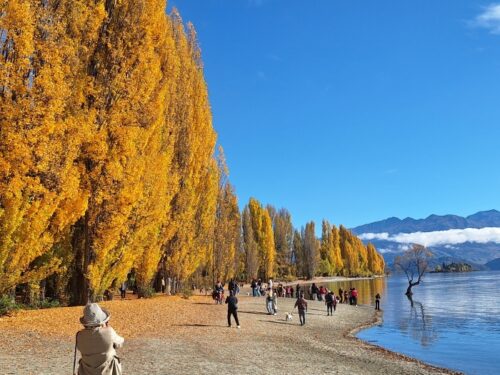 25年4月22日のワナカ湖畔の黄葉