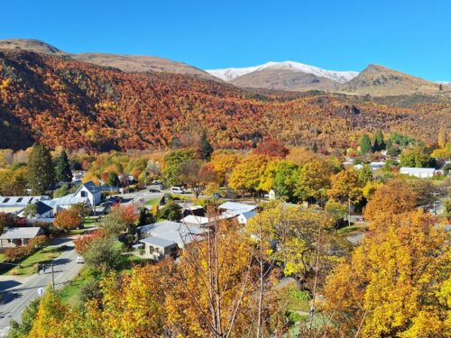 2025年5月2日のアロータウンの黄葉