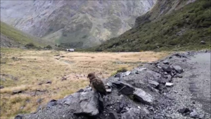 ミルフォードサウンドへの道のりにいる野鳥のケア