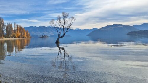 2026年5月2日のワナカ湖の中から育っている黄葉したワナカツリー
