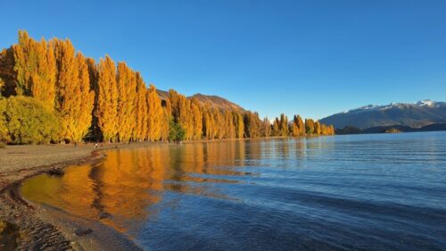 26年4月15日日の出から30分ぐらいから朝日が当たって輝くワナカ湖畔のポプラ並木