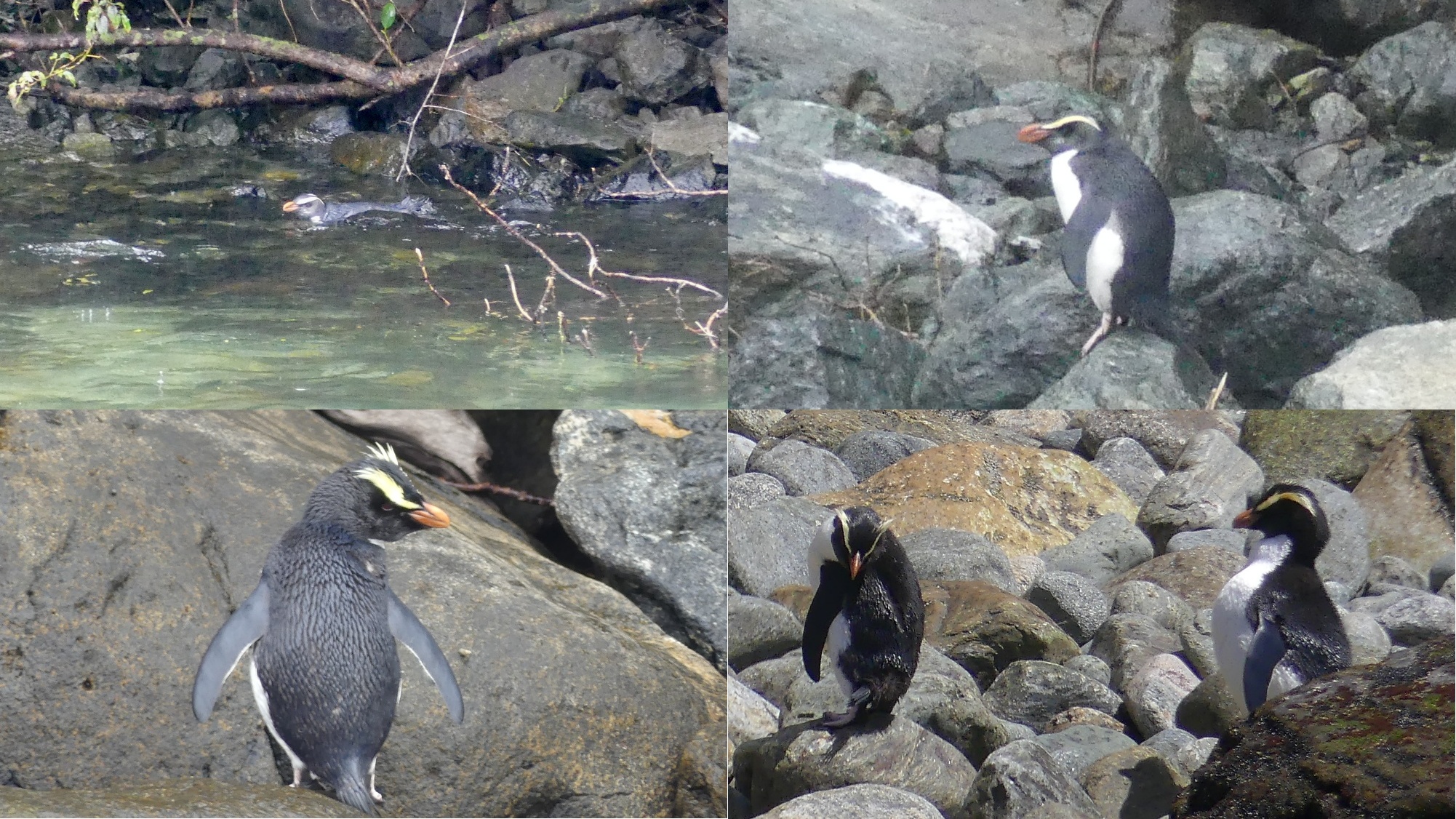 ミルフォードサウンドで珍しいペンギンが11月ぐらいまで見れる | NZ