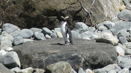 ミルフォードサウンドの遊覧クルーズ上、デールポイントを少し通り過ぎたところの海岸線に出てきてくれたフィヨルドランド・クレステッド・ペンギン24年11月