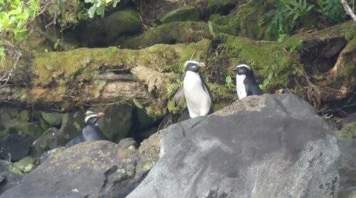 ミルフォードサウンドの遊覧クルーズ上、ハリソンの入り江で海岸線に出てきてくれたフィヨルドランド・クレステッド・ペンギンの親子　25年11月