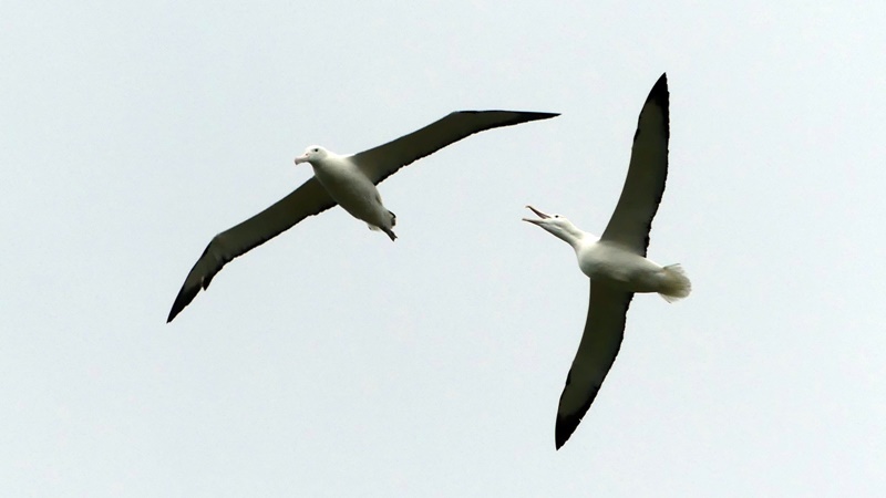 2羽のロイヤルアルバトロスの滑空10月28日オタゴ半島にて