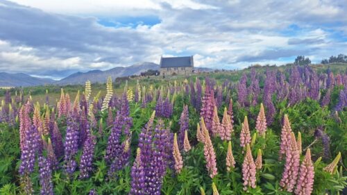 テカポ25年11月19日、教会の西側水路脇のルピナスは8分咲きまでになってました。