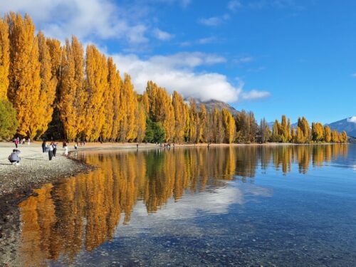 2025年4月22日撮影ワナカ湖畔の黄葉のポプラ並木