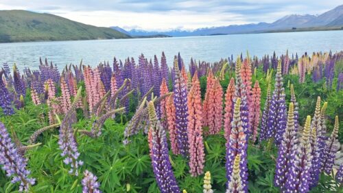 テカポの町側の北の湖畔沿いに群生しているルピナスの花、25年11月25日