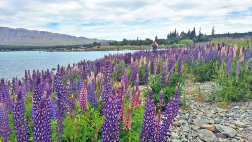 良き羊飼いの教会とは水路を挟んでちょうど町側の北の湖畔に群生しているルピナスの花。25年11月25日