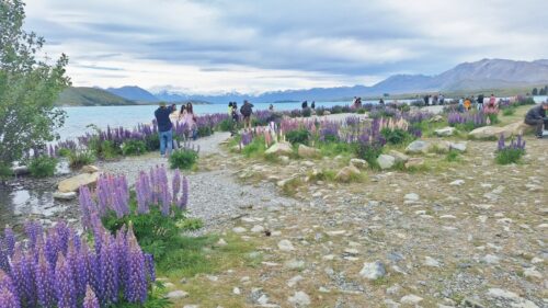 テカポの良き羊飼いの教会近くはルピナスの花の開花時期は朝からたくさんの人がこの花を取りに訪れます。