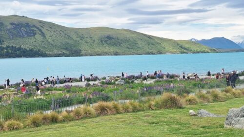 テカポの良き羊飼いの教会から西側の水路脇のルピナスの花が咲いているところにたくさんの観光客。11月25日PM1600