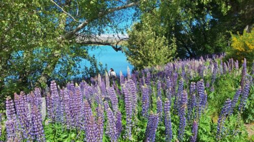 テカポのTekapo Springs前の湖畔に咲くルピナスの花と撮影者がここにもいます。 25年12月10日撮影