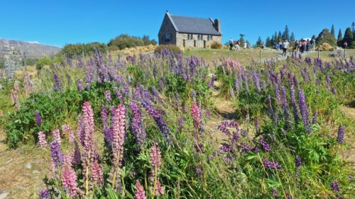 25年12月10日の良き羊飼いの教会周辺のルピナスは茎の下の方がすでに種になりつつある花が多くなって終盤を迎えています。