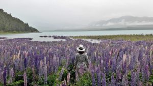 12月6日テカポ雨の中のルピナス湖畔