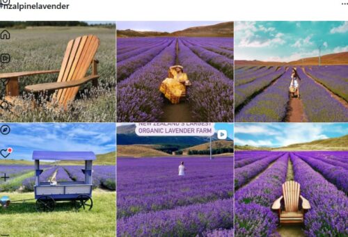 プカキ湖畔のラベンダー畑のインスタグラム#nzalpinelavender