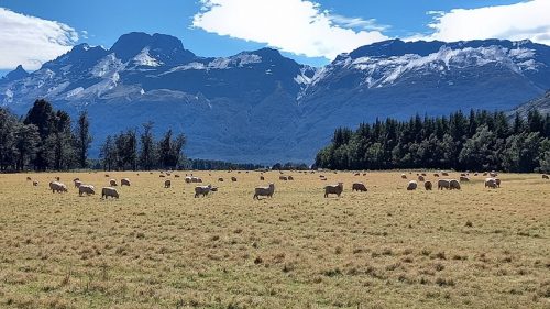 グレノーキーの羊牧場
