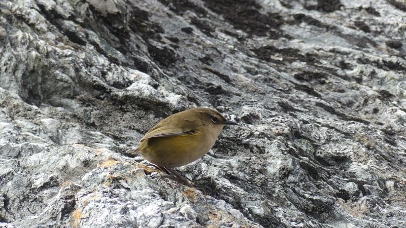 ロックレンrock Wrenコニカルヒルで遭遇したNZ貴重品種の小鳥