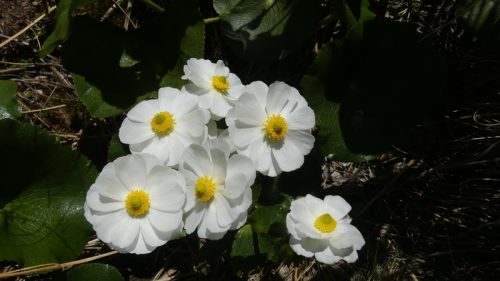 マウントクックリリーの花