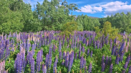 アフリリブリッジ保護地域のアフリリ川手前の河原に咲くルピナスの花